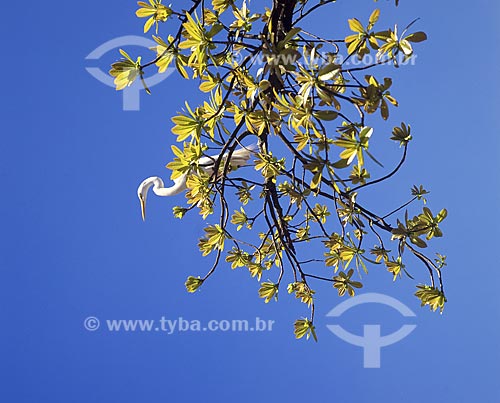  Subject: Heron in Aterro do Flamengo / Place: Aterro do Flamengo - Rio de Janeiro city - Rio de Janeiro state - Brazil / Date: 2008 