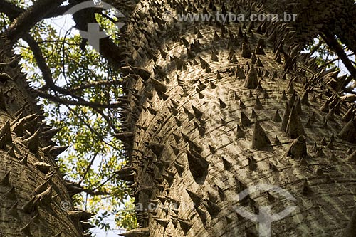  Subject: Floss silk tree`s trunk (Ceiba speciosa, formerly Chorisia speciosa), in Parque da Aclimaçao (Aclimaçao Park). More known as Paineira in Brazil. / Place: Sao Paulo city - Sao Paulo state - Brazil / Date: 2008 