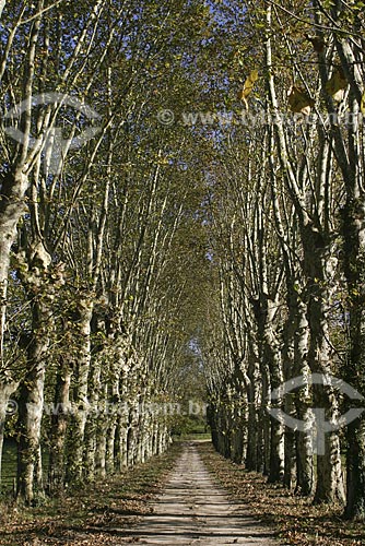  Subject: Dirt Road / Place: Normandy Region - France / Date: 2006 