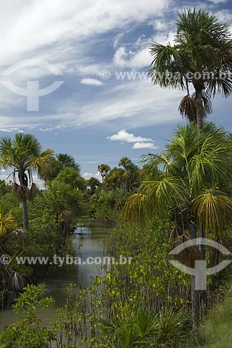  Subject: Igarape with Aninga (Montrichardia arborescens) and Buriti palm trees  (Mauritia flexuosa)  - Lavrado (Savanna region of Roraima) of Roraima / Place: Road Boa Vista-Pacaraima Cities - Roraima State - Brazil / Date: January 2006 