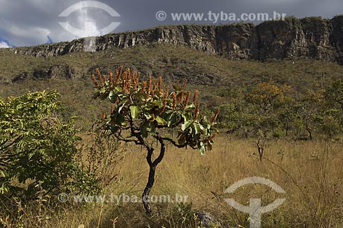  Subject: Chapada dos Veadeiros National Park / Place: Goias State - Brazil / Date: July 2007 