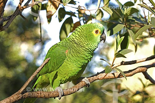  Subject: (Amazona aestiva) Turquoise-fronted Parrot - Chapada dos Veadeiros National Park / Place: Goias State - Brazil / Date: August 2007 