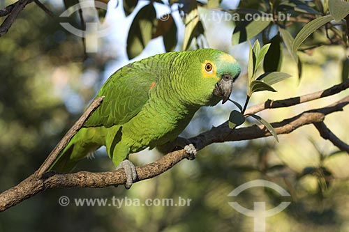  Subject: (Amazona aestiva) Turquoise-fronted Parrot - Chapada dos Veadeiros National Park / Place: Goias State - Brazil / Date: August 2007 