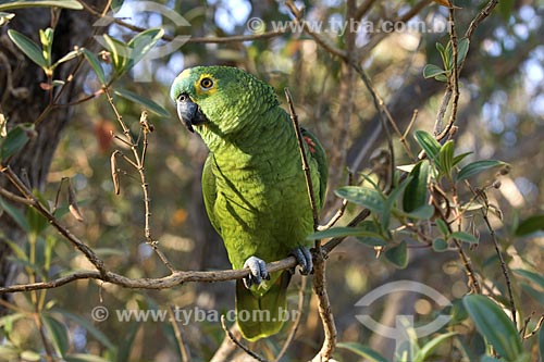  Subject: (Amazona aestiva) Turquoise-fronted Parrot - Chapada dos Veadeiros National Park / Place: Goias State - Brazil / Date: August 2007 