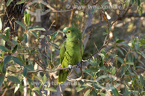  Subject: (Amazona aestiva) Turquoise-fronted Parrot - Chapada dos Veadeiros National Park / Place: Goias State - Brazil / Date: August 2007 