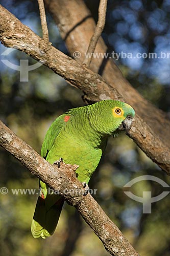  Subject: (Amazona aestiva) Turquoise-fronted Parrot - Chapada dos Veadeiros National Park / Place: Goias State - Brazil / Date: August 2007 