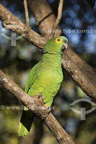  Subject: (Amazona aestiva) Turquoise-fronted Parrot - Chapada dos Veadeiros National Park / Place: Goias State - Brazil / Date: August 2007 