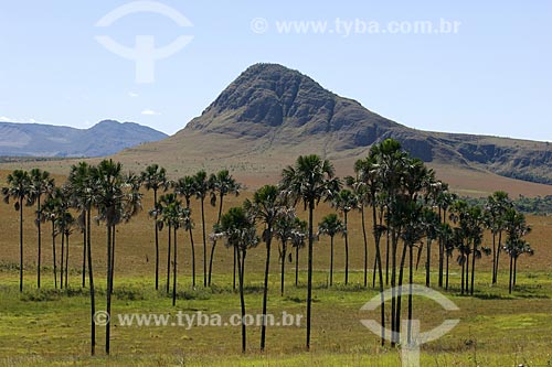  Subject: Maytrea Garden - Chapada dos Veadeiros National Park /  Place: Goias State - Brazil /  Date: July 2007 