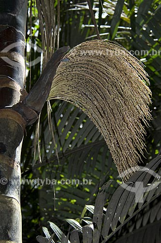  Subject: Patauá (Oenocarpus bataua) inflorescence in the margin of an igarape (small river) located on the Amazon upland forest / Place: Pataua Grande Farm - Para state - Brazil / Date: June 2006  