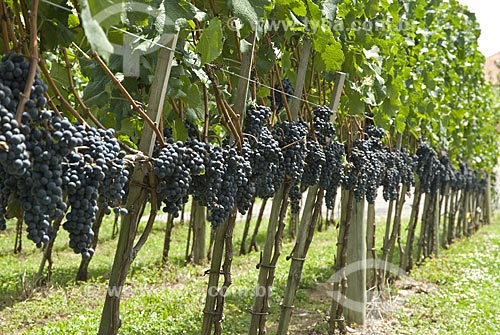  Subject: Tannat grape vineyard  - Agriculture - Vale dos Vinhedos (Vineyard Valley) / Place: Bento Gonçalves City - Rio Grande do Sul State - Brazil / Date: February 2008 