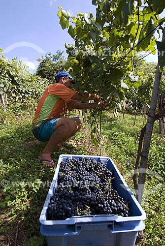  Subject: Harvest of grapes - Vale dos Vinhedos (Vineyard Valley) / Place: Bento Gonçalves City - Rio Grande do Sul State - Brazil / Date: February 2008 