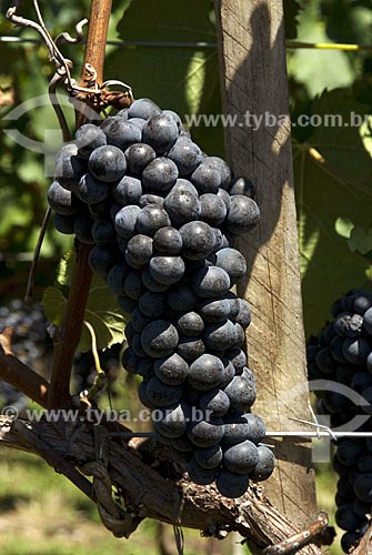  Subject: Tannat grape vineyard  - Agriculture - Vale dos Vinhedos (Vineyard Valley) / Place: Bento Gonçalves City - Rio Grande do Sul State - Brazil / Date: February 2008 