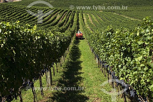  Subject: Tannat grape vineyard  - Agriculture - Vale dos Vinhedos (Vineyard Valley) / Place: Bento Gonçalves City - Rio Grande do Sul State - Brazil / Date: February 2008 