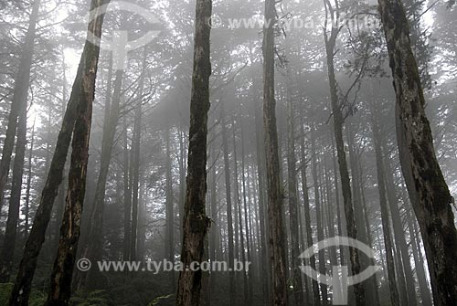  Subject: Pine trees with fog / Place: Gramado City - Rio Grande do Sul State - Brazil / March 2008 