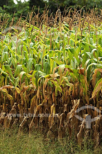  Subject: Corn field / Place: Juparana farm / Paragominas city - Para state - Brazil / Date: March 2009 