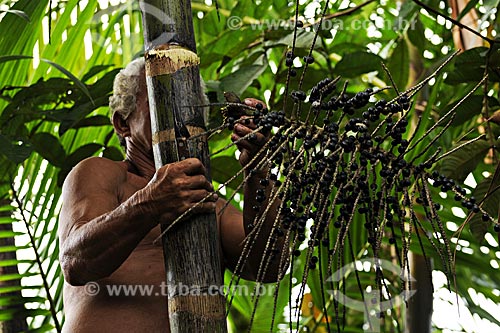  Subject: Mr. Manoel extracting the açai fruit from the palm / Place: Abaetetuba city - Para state - Brazil / Date: April 2009 