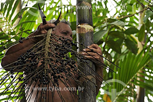  Subject: Mr. Manoel extracting the açai fruit from the palm / Place: Abaetetuba city - Para state - Brazil / Date: April 2009 