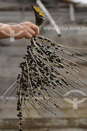  Subject: Detail an açai branch / Place: Abaetetuba city - Para state - Brazil / Date: April 2009  