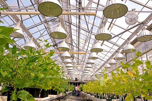  Subject: Research greenhouse, for development of genetically modified plants / Place: St Louis city - Missouri state - USA / Date: August 2008 