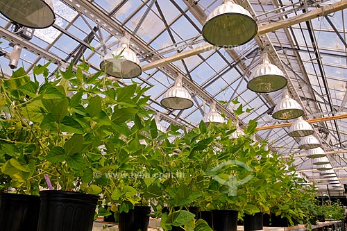  Subject: Research greenhouse, for development of genetically modified plants / Place: St Louis city - Missouri state - USA / Date: August 2008 