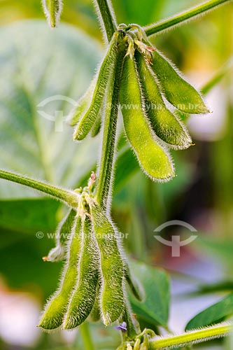  Subject: Research greenhouse, for development of genetically modified plants / Place: St Louis city - Missouri state - USA / Date: August 2008 