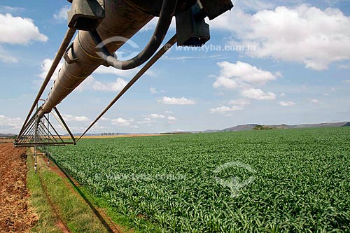 Subject:  Corn plantation for the sale of seeds - Central irrigation pivot / Place: Guarda-Mor - Minas Gerais state - Brazil / Date: September 2008 