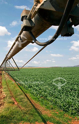  Subject:  Corn plantation for the sale of seeds - Central irrigation pivot / Place: Guarda-Mor - Minas Gerais state - Brazil / Date: September 2008 