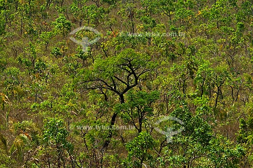  Subject: Cerrado vegetation (brazilian savannah) in the Parque Nacional das Emas / Place: Parque Nacional das Emas (Emas National Park) - Mineiros city - Goias state - Brazil / Date: October 2008 