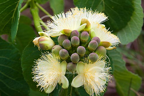  Subject: Pequi flower (Caryocar brasiliense) in the Parque Nacional das Emas / Place: Parque Nacional das Emas (Emas National Park) - Mineiros city - Goias state - Brazil / Date: October 2008 