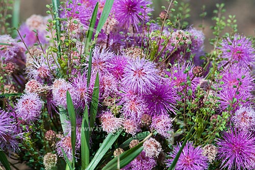  Subject: Sensitive plant (Mimosa L.) in the Parque Nacional das Emas / Place: Parque Nacional das Emas - Mineiros city - Goias state - Brazil / Date: October 2008 