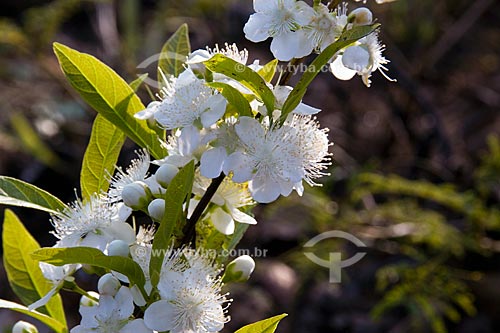  Subject: Guabiroba flower in the Parque Nacional das Emas / Place: Parque Nacional das Emas (Emas National Park) - Mineiros city - Goias state - Brazil / Date: October 2008 