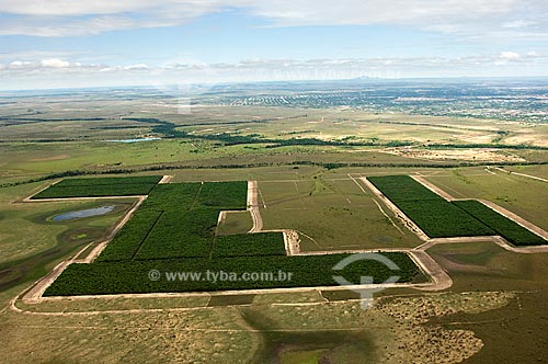  Subject: Aerial view of reforestation project near Boa Vista City  / Place:  Roraima State - Brazil  / Date: Janeiro de 2006  