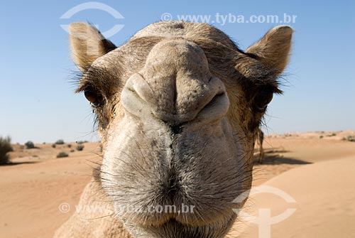  Assunto: Camelo (Camelus dromedarius) no Deserto de Dubai  / Local:  Deserto de Dubai - Emirados Árabes Unidos 