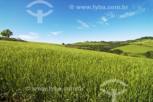  Subject: Wheat fields  / Place:  Rodeio Bonito city - Rio Grande do Sul state - Brazil  / Date: Setembro de 2009 