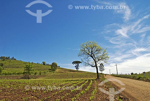  Subject: Tree in wheat plantation  / Place:  Rodeio Bonito city - Rio Grande do Sul State - Brazil  / Date: Setembro de 2009 