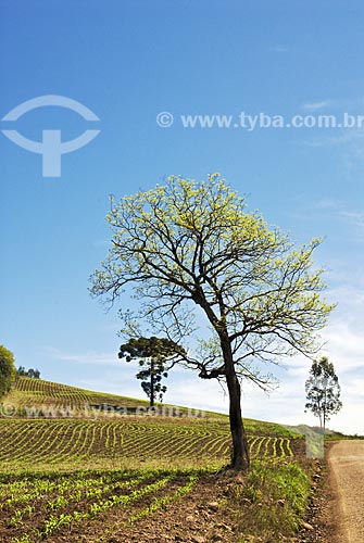  Subject: Tree in wheat plantation  / Place:  Rodeio Bonito city - Rio Grande do Sul State - Brazil  / Date: Setembro de 2009 