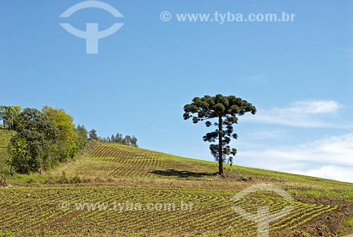  Subject: Pine (Araucaria) among corn field / Place: Rodeio Bonito city - Rio Grande do Sul State - Brazil  / Date: Setembro de 2009 