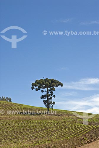  Subject: Pine (Araucaria) among corn field / Place: Rodeio Bonito city - Rio Grande do Sul State / Date: Setembro de 2009 