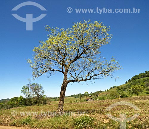  Subject: Tree in wheat plantation  / Place: Rodeio Bonito city - Rio Grande do Sul State - Brazil  / Date: Setembro de 2009 