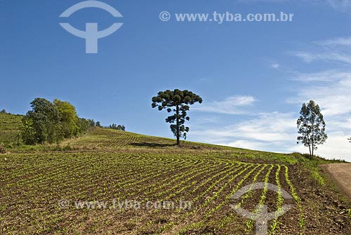  Subject: Pine (Araucaria) among corn field / Place: Rodeio Bonito city - Rio Grande do Sul State  / Date: Setembro de 2009 