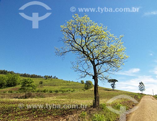  Subject: Tree in wheat plantation  / Place: Rodeio Bonito city - Rio Grande do Sul State - Brazil  / Date: Setembro de 2009 