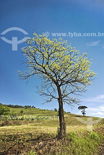  Subject: Tree in wheat plantation  / Place: Rodeio Bonito city - Rio Grande do Sul State - Brazil  / Date: Setembro de 2009 