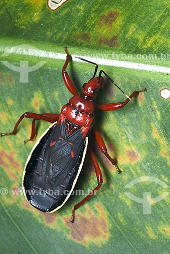  Subject: Beetle with red head  / Place:  Niteroi city - Rio de Janeiro state - Brazil  / Date: Outubro de 2009 