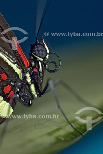  Subject: Black and red butterfly  / Place:  Niteroi city - Rio de Janeiro state - Brazil  / Date: Outubro de 2009 