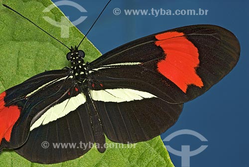  Subject: Black and red butterfly  / Place:  Niteroi city - Rio de Janeiro state - Brazil  / Date: Outubro de 2009 