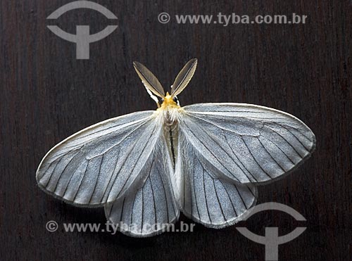  Subject: White Butterfly  / Place:  Niteroi city - Rio de Janeiro state - Brazil  / Date: Dezembro de 2009 