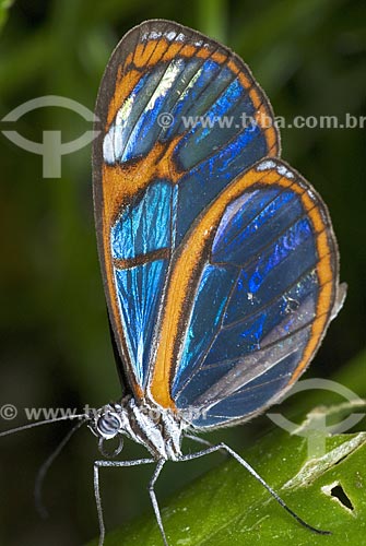  Subject: Blue and yellow butterfly  / Place:  Niteroi city - Rio de Janeiro state - Brazil  / Date: Dezembro de 2009 