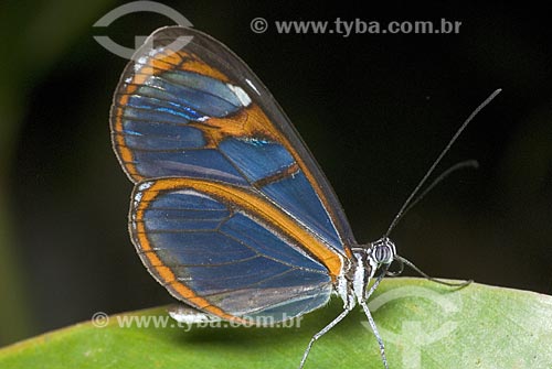  Subject: Blue and yellow butterfly  / Place:  Niteroi city - Rio de Janeiro state - Brazil  / Date: Dezembro de 2009 