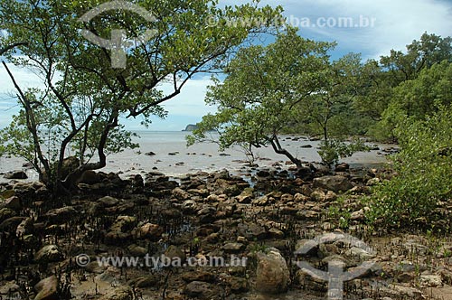  Subject: Mangrove vegetation in the Arpoador da Raza neighborhood  / Place:  Buzios city - Rio de Janeiro state - Brazil  / Date: 03/2008 