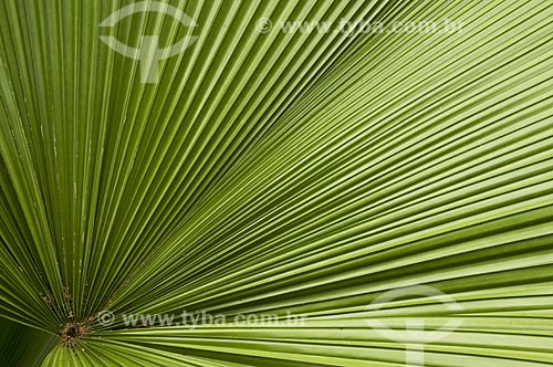  Subject: Detail of leaf in Jardim Botanico (Botanical Garden)  / Place: Rio de Janeiro city - Rio de Janeiro state - Brazil  / Date: 28/10/2008 